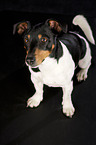 sitting Jack Russell Terrier