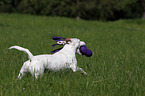 playing Jack Russell Terrier