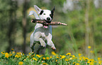 playing Jack Russell Terrier