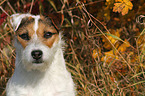 Jack Russell Terrier Portrait