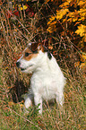 sitting Jack Russell Terrier