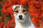 Jack Russell Terrier Portrait