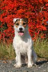 sitting Jack Russell Terrier