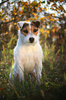 Jack Russell Terrier Portrait in backlight