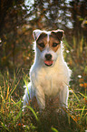 sitting Jack Russell Terrier