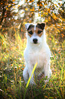 sitting Jack Russell Terrier