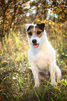 sitting Jack Russell Terrier