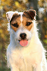 Jack Russell Terrier Portrait