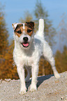 standing Jack Russell Terrier