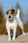 standing Jack Russell Terrier