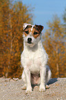 sitting Jack Russell Terrier