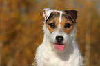 Jack Russell Terrier in autumn