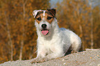 lying Jack Russell Terrier