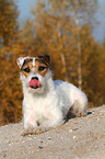 lying Jack Russell Terrier