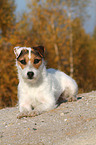 lying Jack Russell Terrier