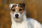 Jack Russell Terrier Portrait