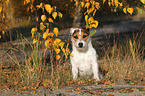 sitting Jack Russell Terrier