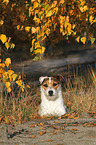 lying Jack Russell Terrier