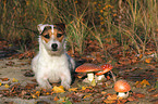 lying Jack Russell Terrier with mushrooms