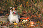 lying Jack Russell Terrier with mushrooms