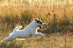 running Jack Russell Terrier