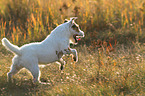 running Jack Russell Terrier in backlight