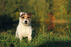 standing Jack Russell Terrier