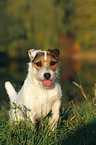 sitting Jack Russell Terrier