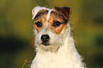 Jack Russell Terrier Portrait