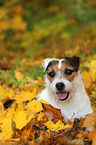 lying Jack Russell Terrier in autumn leaves