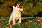 standing Jack Russell Terrier in sunset light