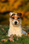 lying Jack Russell Terrier in sunset light