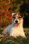 lying Jack Russell Terrier in sunset light