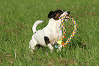 playing Jack Russell Terrier