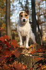 standing Jack Russell Terrier