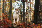 standing Jack Russell Terrier