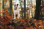 standing Jack Russell Terrier