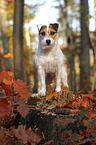 standing Jack Russell Terrier