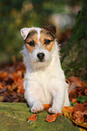 Jack Russell Terrier Portrait