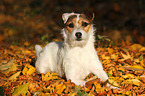 lying Jack Russell Terrier