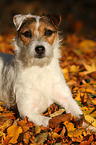 lying Jack Russell Terrier