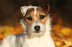 Jack Russell Terrier Portrait