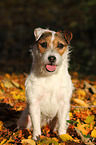 sitting Jack Russell Terrier