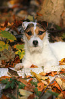 lying Jack Russell Terrier