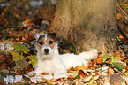 lying Jack Russell Terrier