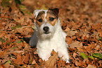 lying Jack Russell Terrier