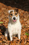 sitting Jack Russell Terrier