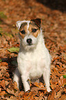 sitting Jack Russell Terrier