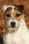 Jack Russell Terrier Portrait