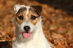 Jack Russell Terrier Portrait